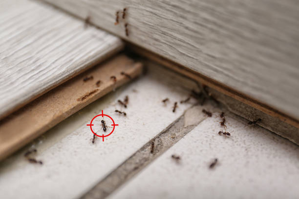 Reliable Port Jervis, NY Pest Control Solutions