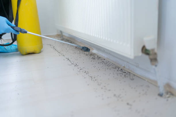 Best Ant Control Services  in Port Jervis, NY