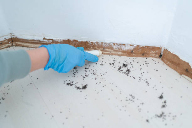 Best Spider Control Near Me  in Port Jervis, NY